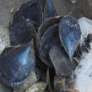 Coquille de grand stylo noir BIJOUX MARINS Coquille d'huître abalone Motif noir Taille 14-24cm - Product Image 1