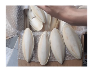 Hueso de sepia seco Natural vietnamita 100%, mejor precio, juguetes para loros y pájaros, comida para pájaros, sepia - Product Image 2