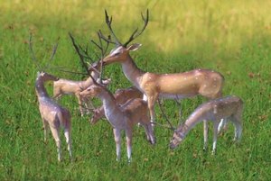 Statues de cerf en fibre de verre grandeur nature imperméables Sculpture de cerf en polyrésine - Product Image 1