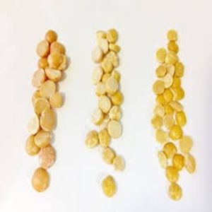 Lentilles jaunes fendues (Moong Dal) prêtes à l'exportation au prix de gros - Product Image 1