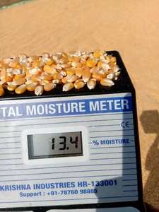 ข้าวโพดเหลืองออร์แกนิกแท้ 100% ปลอดจีเอ็มโอ สำหรับบริโภคโดยมนุษย์ ซื้อข้าวโพดเหลืองเพื่อสุขภาพ บรรจุภัณฑ์พร้อมติดฉลากส่วนตัว - Product Image 3