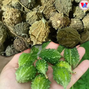 Best Price Healthy Diet Ingredient Dried <b>Bitter</b> Melon Whole <b>Fruit</b> Forest Variety from Vietnam - Product Image 3