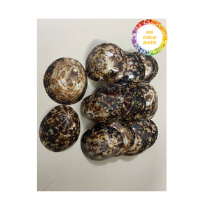 เปลือกหอยธรรมชาติจากเวียดนามสำหรับงานฝีมือตกแต่งบ้านและโครงการทำเครื่องประดับ - Product Image 5