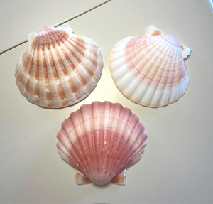 Conchas vieiras secas al sol limpiadas naturalmente para diseños de Arte de vajilla y uso de decoración a granel - Product Image 4