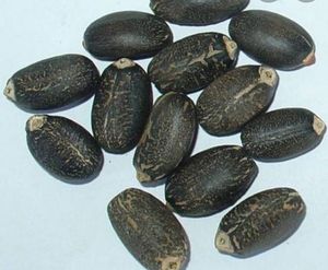 Semillas de Jatropha Naturales Secas al Mejor Precio en Venta - Product Image 1