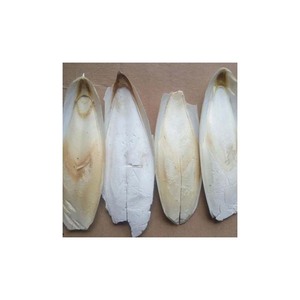 Bulk Lightweight Frozen <b>Cuttlefish</b> Bones for Bird Care - Product Image 1