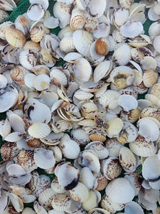 Coquillages naturels de pétoncles pour le paysage d'aquarium, le terrarium et les projets de décoration marine - Product Image 4