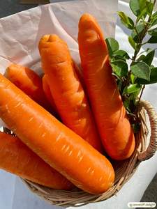 Vietnam Sweet <b>Fresh</b> Carrot Exporter Premium Quality High Vitamin Organic <b>Vegetable</b> for Global Market - Product Image 6