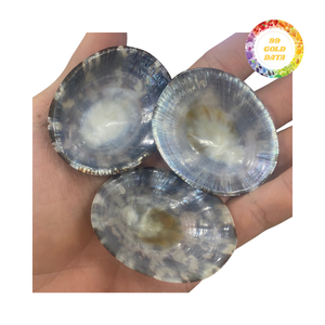 Las cáscaras de Lapa naturales se limpian y clasifican por tamaño adecuado para la recolección de envases a granel y el uso general sin consumo - Product Image 3