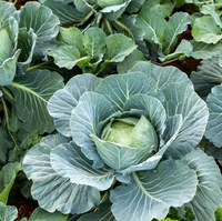 Vente en gros de semences de chou et d'aubergine de qualité supérieure pour l'agriculture, qualité alimentaire, prêtes à l'emploi, marque GTSA, durée de conservation de 12 à 18 mois, Limpopo