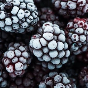 Mora Congelada IQF de Primera Calidad para Servicios de Alimentos, Proveedor Mayorista de Frutas, Pedidos al por Mayor - Product Image 6