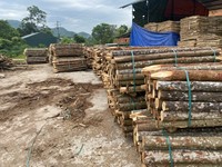 Fábrica de Vietnam, venta al por mayor, estacas de madera artesanales DIY para construcción y valla de granja, poste de madera, materiales de mampostería de alta calidad