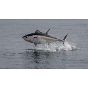 Atún congelado con alto contenido en proteínas, capturado en el océano y procesado según los estándares de la UE - Product Image 5