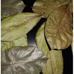 Hojas de Guanábana//Libres de Pesticidas/Naturales - Product Image 5