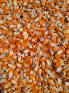 Maíz Amarillo Entero de Grado Alimenticio, Alta Calidad, Empaque a Granel, Consumo Humano, Calidad de Exportación, Fresco, Nutritivo, Sin OMG, Maíz Premium 13% - Product Image 2