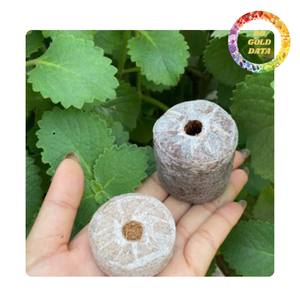 Granulés de fibres de coco |   Alternative naturelle au terreau pour la plantation domestique et commerciale - Product Image 4