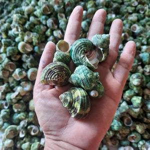 100% conchas naturales de Naticidae verde de Vietnam - Product Image 1