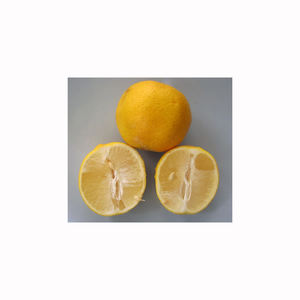 Limón Fresco Premium, Dulce, Jugoso y Maduro, Fruta Cítrica Natural, Suministro al por Mayor a Granel, Mercado de Exportación - Product Image 6