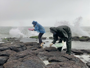 Deshidratar algas negras secas Caulerpa Lentillifera de Vietnam buen precio - Product Image 5