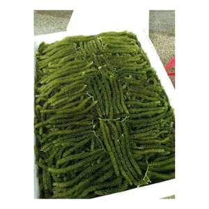 Raisins de mer style caviar vert à la texture croquante et au goût océanique Convient aux restaurants Préparation de repas surgelés - Product Image 6