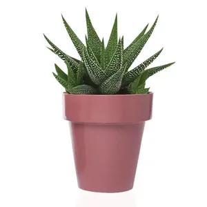 Vecchio piattino trasparente da 14 cm ed elegante in plastica resistente ai raggi UV con rosa/oliva/corallo e vasi da fiori e fioriere da 12 cm - Product Image 3