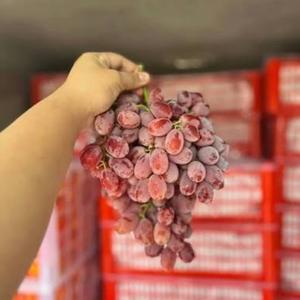องุ่นไร้เมล็ดแดงสดพรีเมียม - คุณภาพส่งออกเกรด 1 - องุ่นหวานคุณภาพสูงสำหรับรับประทาน ขายส่ง - Product Image 3