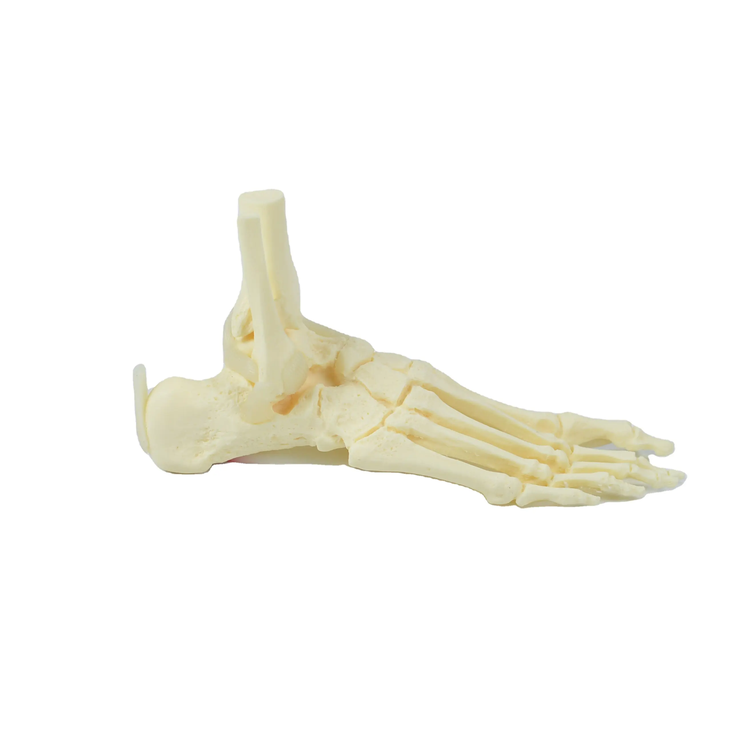 Teaching resources Medical science human foot model