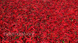 พริกแดงอบแห้งจากธรรมชาติจาก100% - Product Image 6