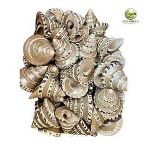 Conchas de Trochus Naturales, Conchas de Madreperla en Forma de Cono, Conchas Marinas Modernas Pulimentadas con Tacto Real para Manualidades y Decoración del Hogar de Estilo Costero - Product Image 5
