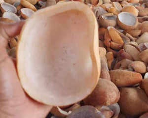 Copra de Coco Seca de la Mejor Calidad, 100% Natural, con Alta Calidad y Buen Precio, de Indonesia - Product Image 6