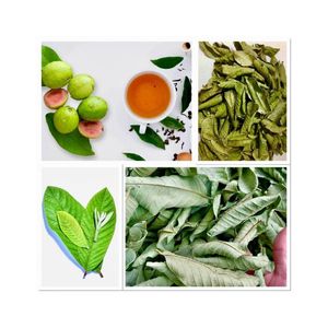 HOT SELLING DRIED GUAVA LEAF WITH HIGH QUALITY MADE IN VIET NAM PRODUCT <b>BEST</b> PRICE FROM BLUE LOTUS FARM VIET NAM - Product Image 5