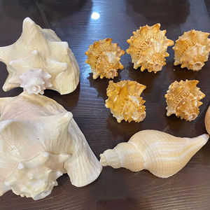 Matériel marin vietnamien de qualité supérieure Seashell pour la décoration d'approvisionnement en vrac artisanat artistique et utilisation de design d'intérieur - Product Image 1