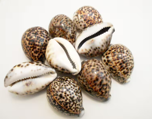 Coquillages de cauri tigre décoratifs pour l'aquarium Ornement à domicile et projets d'artisanat de bricolage fabriqués au Vietnam - Product Image 1