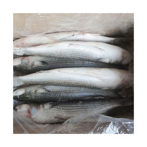 Frozen grey mullet fish wholesale <b>bulk</b> supply discount price high quality frozen seafood - Product Image 1