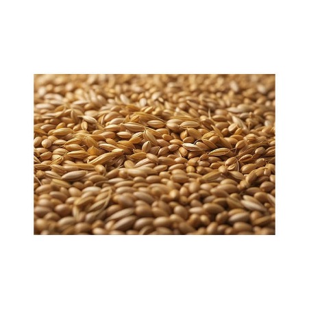 Organic Malted Brown Barley Seeds Dried Animal Feed and Bulk Grains Ready for Export