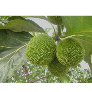 Morceaux de corossol frais congelés soigneusement traités et emballés pour l'exportation dans des commandes en gros du fabricant fiable - Product Image 2