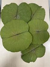 NATURAL <b>DRIED</b> LOTUS LEAVES FOR HERBAL TEA IMMUNE SYSTEM SUPPORT AND CLEAN <b>PLANT</b> BASED NUTRITION - Product Image 4