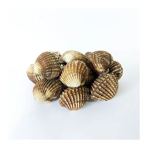 หอยแครงธรรมชาติสด - Product Image 6