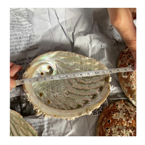 Conchas de abulón brillantes para el estilo y la decoración del hogar Conchas de abulón ideales para entornos temáticos de playa - Product Image 6