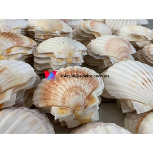 Concha de Vieira Blanca Natural Grande para Decoración del Hogar/ Lima - Product Image 5