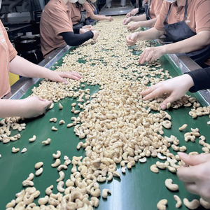 Meilleur prix noix biologiques noix de cajou W240 qualité commerciale Santigo Vietnam usine sans taxe - Product Image 1