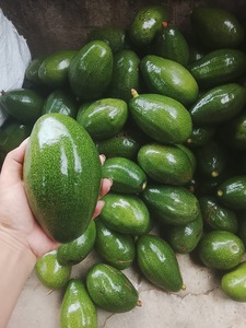 อะโวคาโดสีเขียวสด ผลไม้สดทั้งลูก จำหน่ายส่งสำหรับร้านค้าปลีกและธุรกิจบริการอาหาร ผลไม้สด อะโวคาโด - Product Image 1