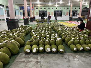 ร้อนขายแช่แข็งขนุนราคาที่ดีที่สุด /Iqf แช่แข็งปอกเปลือกขนุน Ms โซฟี - Product Image 5