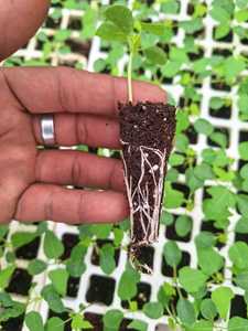 Substrat d'ensemencement de mousse de tourbe Bouchon plateau substrat propagation des plantes - Product Image 2