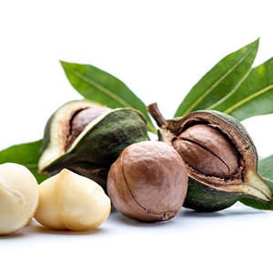 Venta al por mayor de aceite de Macadamia orgánico a granel 100% puro prensado en frío nueces de Macadamia precio bajo - Product Image 2
