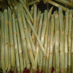 ¡Calidad! Palitos de caña de azúcar CONGELADOS | Frescura conservada y dulzura natural - Product Image 4