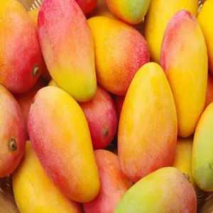 Kualitas super penjualan baik Premium segar mangga kuning mangga Harga Murah buah mangga segar