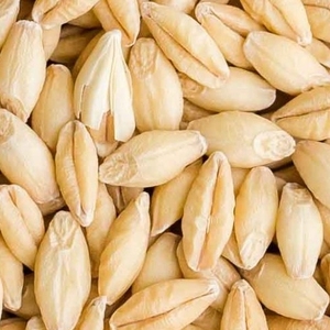 ข้าวบาร์เลย์มอลต์ออร์แกนิกข้าวบาร์เลย์คุณภาพแห้งสำหรับอาหารสัตว์และการบริโภคของมนุษย์ - Product Image 6