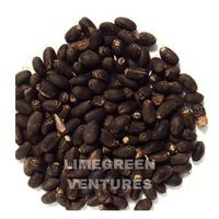 Graines de Jatropha Curcas (Noix de Barbados) pour Biocarburant Purifiant, Marque Double Tongues, Inde Tamil Nadu, Vente en Gros, 12 Mois