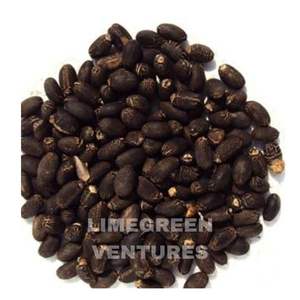 Semillas de Jatropha Curcas (Nuez de Barbados), Semillas de Combustible Biológico, Marca Herbal Double Tongues, India, Venta al por Mayor, 12 Meses - Product Image 6